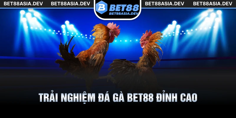 Trải nghiệm đá gà Bet88 đỉnh cao với chiến kê chất lượng