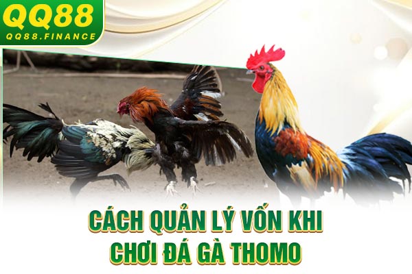 Cách quản lý vốn khi chơi đá gà Thomo