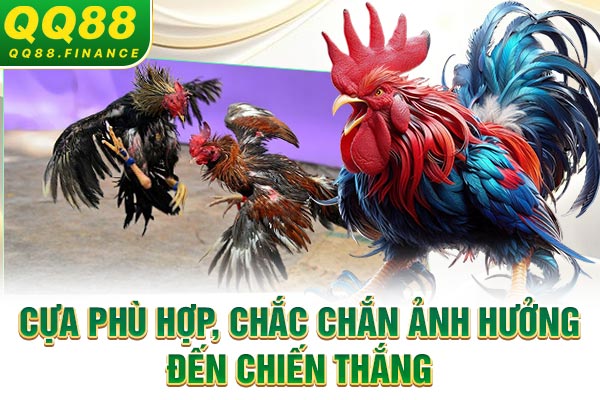 Cựa phù hợp, chắc chắn ảnh hưởng đến chiến thắng