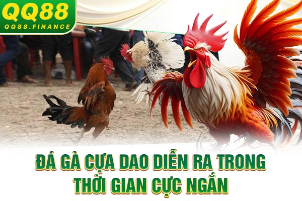 Đá gà cựa dao diễn ra trong thời gian cực ngắn