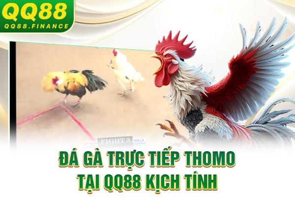Đá gà trực tiếp Thomo tại QQ88 kịch tính