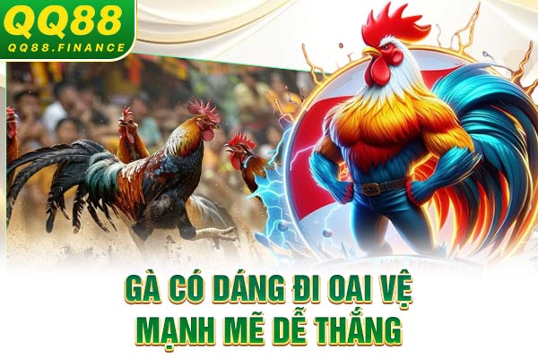 Gà có dáng đi oai vệ mạnh mẽ dễ thắng