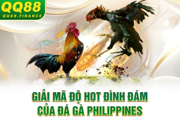 Giải mã độ hot đình đám của đá gà Philippines