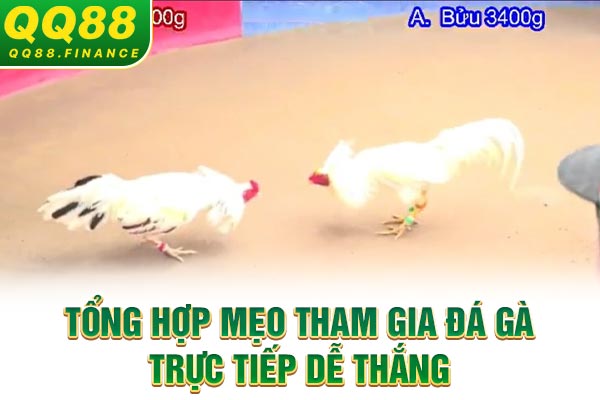 Tổng hợp mẹo tham gia đá gà trực tiếp dễ thắng