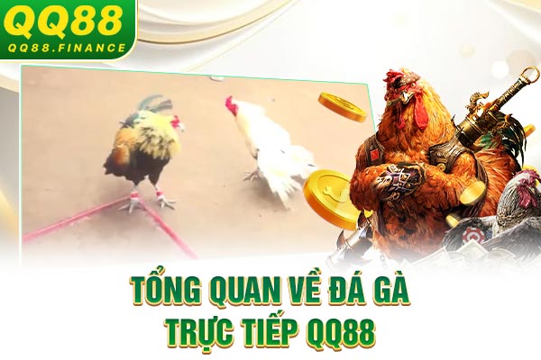 Tổng quan về đá gà trực tiếp QQ88