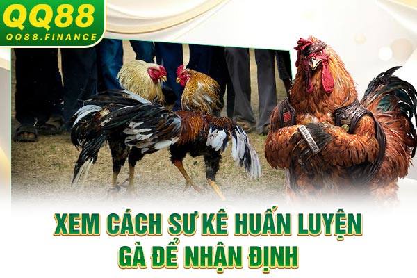 Xem cách sư kê huấn luyện gà để nhận định